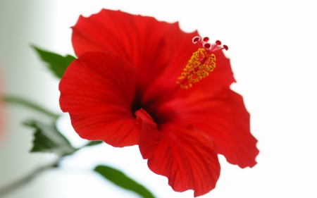 Hibiscus - hibiscus, white, flower, red