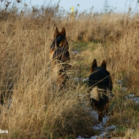 German shepherd