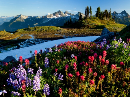 Wildflowers Sunrise - trees, snowy peaks, mountains, washington state, spring, beautiful, rainier national park, flowers, grass, sunrise