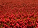 Red tulips