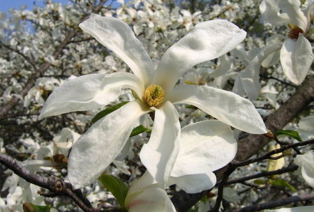 Flower - beautiful, white, flower, nature