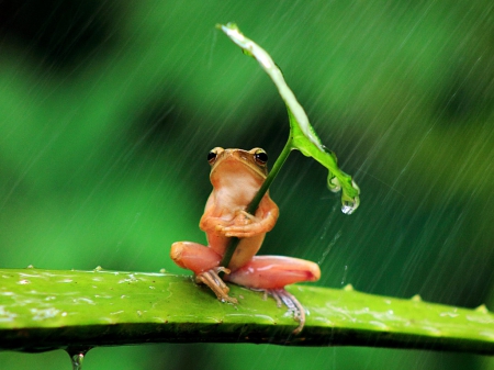 Not working - cute, leaf, green, frog