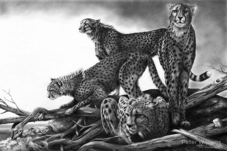 Cheetah - black and white, light and dark, shades, reflection