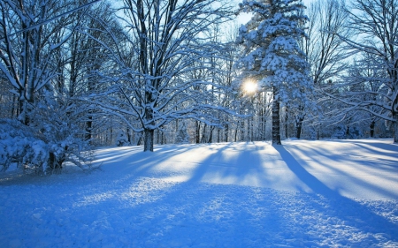 ♥ - snow, trees, winter, nature