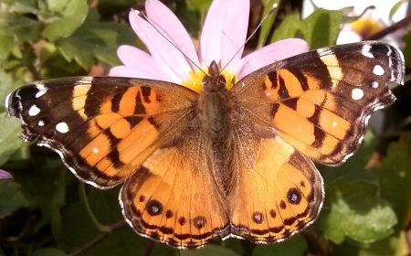 So Little Time - flowers, nature, cape cod, moth, butterfly