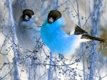 Snowy Birds