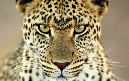 Leopard - Hunter, Sleek, Cat, Leopard