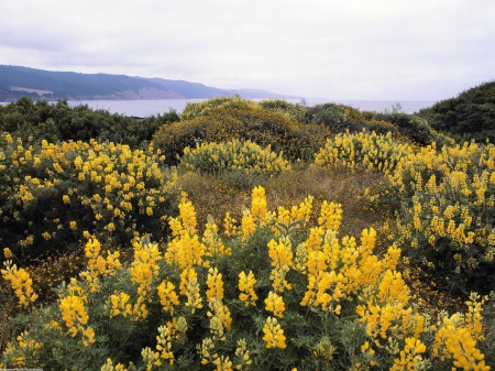 summer flowers - summer, flowers, landscape, grass