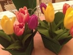 Delicate tulips