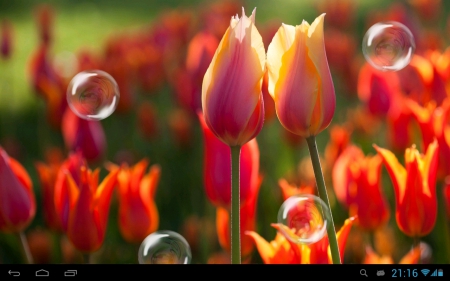 Tulips with bubbles - hotpink, buds, bubbles, lovely flowers