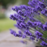 Lavander Flowers â™¥ For Purple-Haze