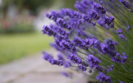 Lavander Flowers ♥ For Purple-Haze - flowers, nature, purple, Lavander, beautiful