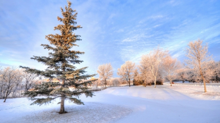 Winter Landscape - trees, winter, nature, snow, landscapes