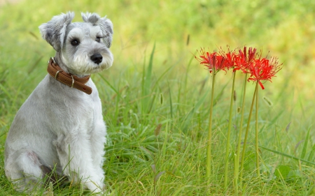 Posing with red flowers - puppy, dog, red, animal, green, cute, flower