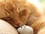 Sleeping with the mouse toy