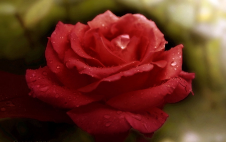 Rose - love, rose, flower, red