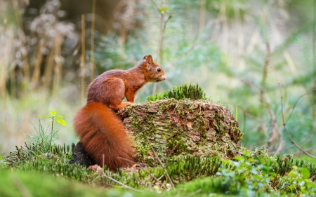 Squirrel - squirrel, red, animal, green, cute