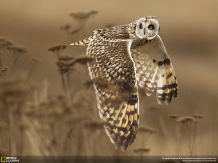 Owl - nature, flying, beautiful, animals, owl, birds