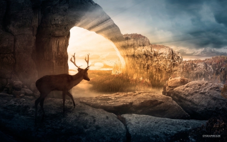 Beautiful Deer - sunlight, nature, beautiful, deer, rocks, animals