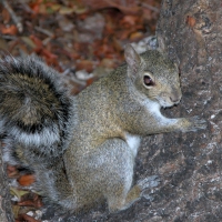 Squirrel in the Wild