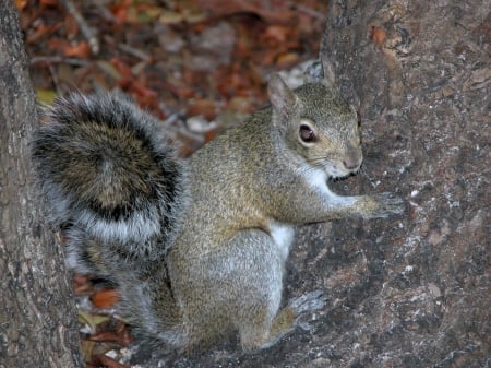 Squirrel in the Wild - wild animals, squirrels, animals, cute animals, furry animals