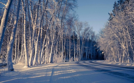 winter forest - forest, winter, cool, fun, nature