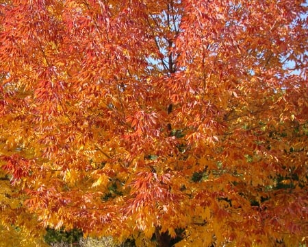 Flash of colour - trees, forest, leaves, autumn