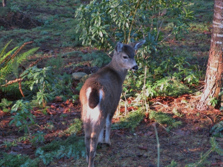 A shy visitor - young, yard, cute, deer