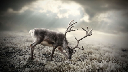 Deer on the field - winter, wilderness, HD, wild animals, Arctic, nature, deer, North, reindeer, animals, wildlife, wild, wallpaper