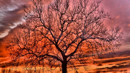 Beautiful Winter Sunset - winter, nature, tree, sunset