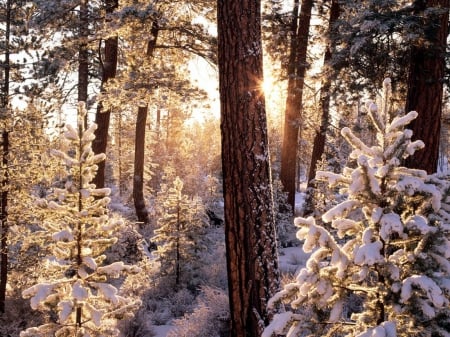 oregon winter - snow, winter, tree, oregon