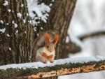 Squirrel on Trunk Snow