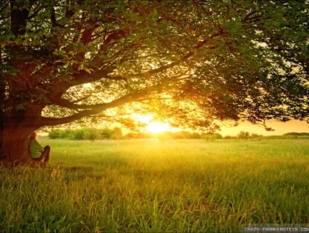 Some warmth in this cold weather! :) - SunSet, Field, Warm, Green