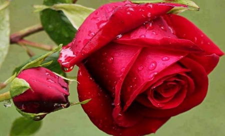 Impressive Red Rose - nature, red, beautiful, flowers, rose