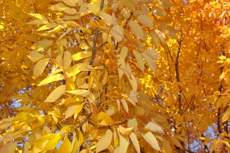 Autumn Leaves - yellow, tree, leaves, autumn