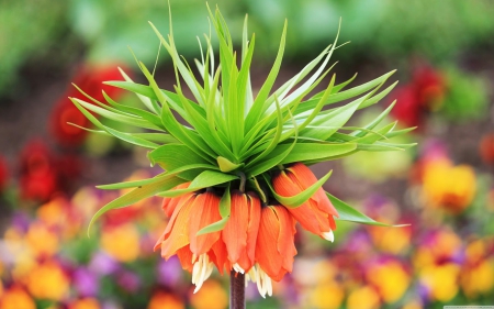 Amazing flower - leaves, orange, love, green