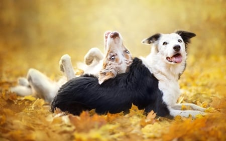 Funny dogs - autumn, funny, black, white, australian shepherd, yellow, dog, animal, cute, border collie