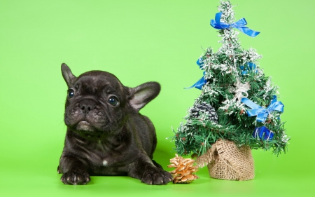 Merry Christmas! - decoration, cute, black, craciun, puppy, tree, christmas, green