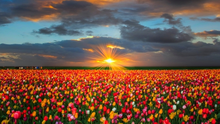 Sunrise Burst Over The Tulip Fields