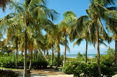 Tropical Beach on the West Coast of Florida