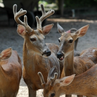 Young Deer in the Wild