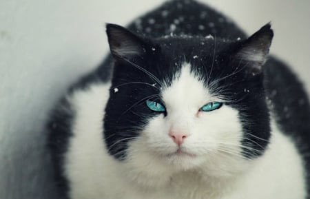 Cat - beautiful, huge, tuxedo, eyes, cat