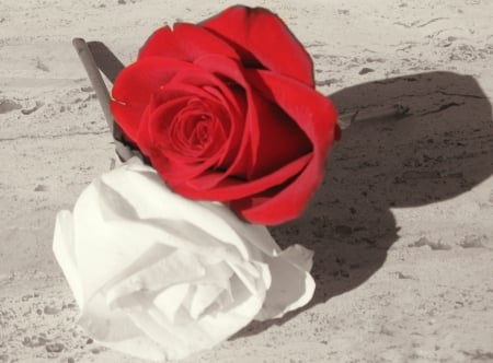 Always with you - white, sand, rose, red