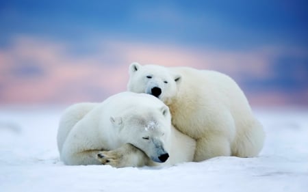 Cuddle Time - sleep, bears, couple, snow, animals, winter, polar bears