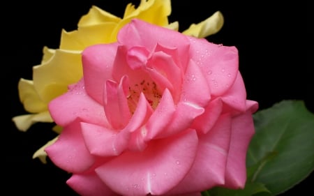 Roses - abstract, yellow, roses, pink, photography, flowers