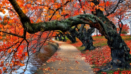 Trees over Autumn Lake - branches, autumn, trees, colorful, park, path, foliage, nature, lakes, fall, walk, red, beautiful, leaves, tree