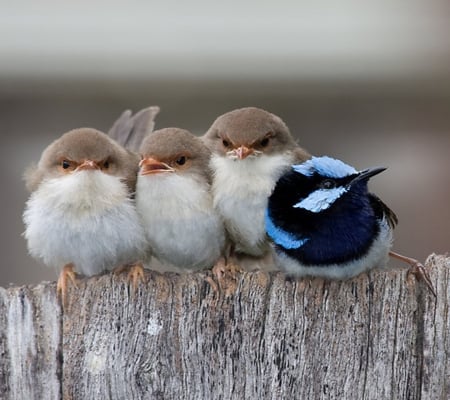 Best Friends - tiny, birds, white, blue, brown, cute, four