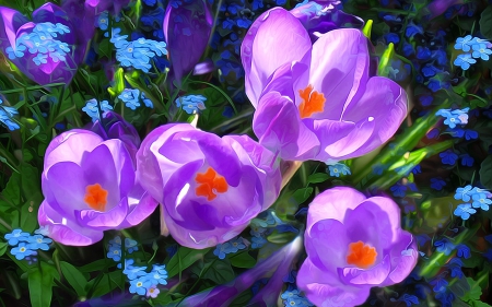 Crocus - crocus, spring, poster, painting, purple, art, pink, crosus, flower