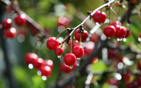 Cherries - berry, red, water drops, green, cherry, fruit