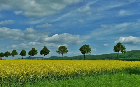 field - cool, flowers, field, fun, nature